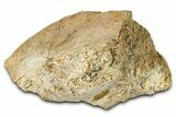 Dinosaur (Triceratops) Frill Shield Section - Montana #373866-1